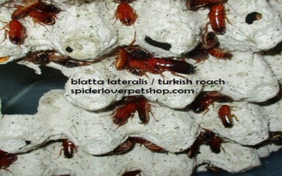 Baby blatta lateralis roaches / kecoak 1cm
